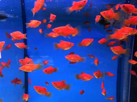 紅球魚水溫|紅球魚(2～3公分)一組10隻 